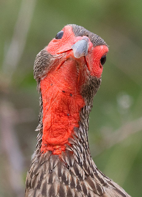 Swainsons Spurfowl head